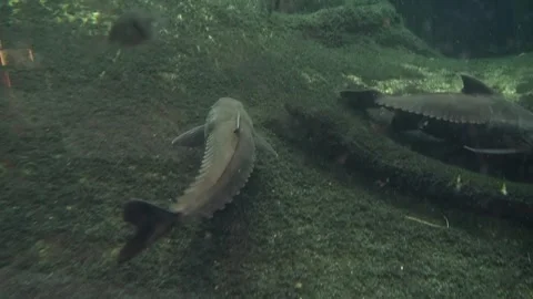 Fish big dark swimming back fins bottom animal algae aquatic aquarium Stock Footage 327207004