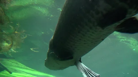 Fish big dark swimming below belly low algae animal aquatic aquarium water Stock Footage 327207010