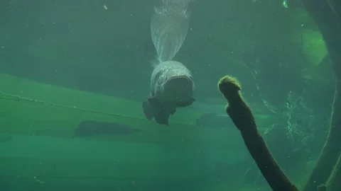 Fish big dark swimming face fins eyes low animal aquatic aquarium water Stock Footage 327207029