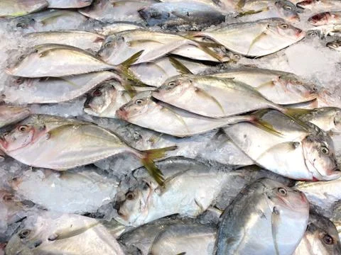 Fish big forehead funny tail Stock Photos