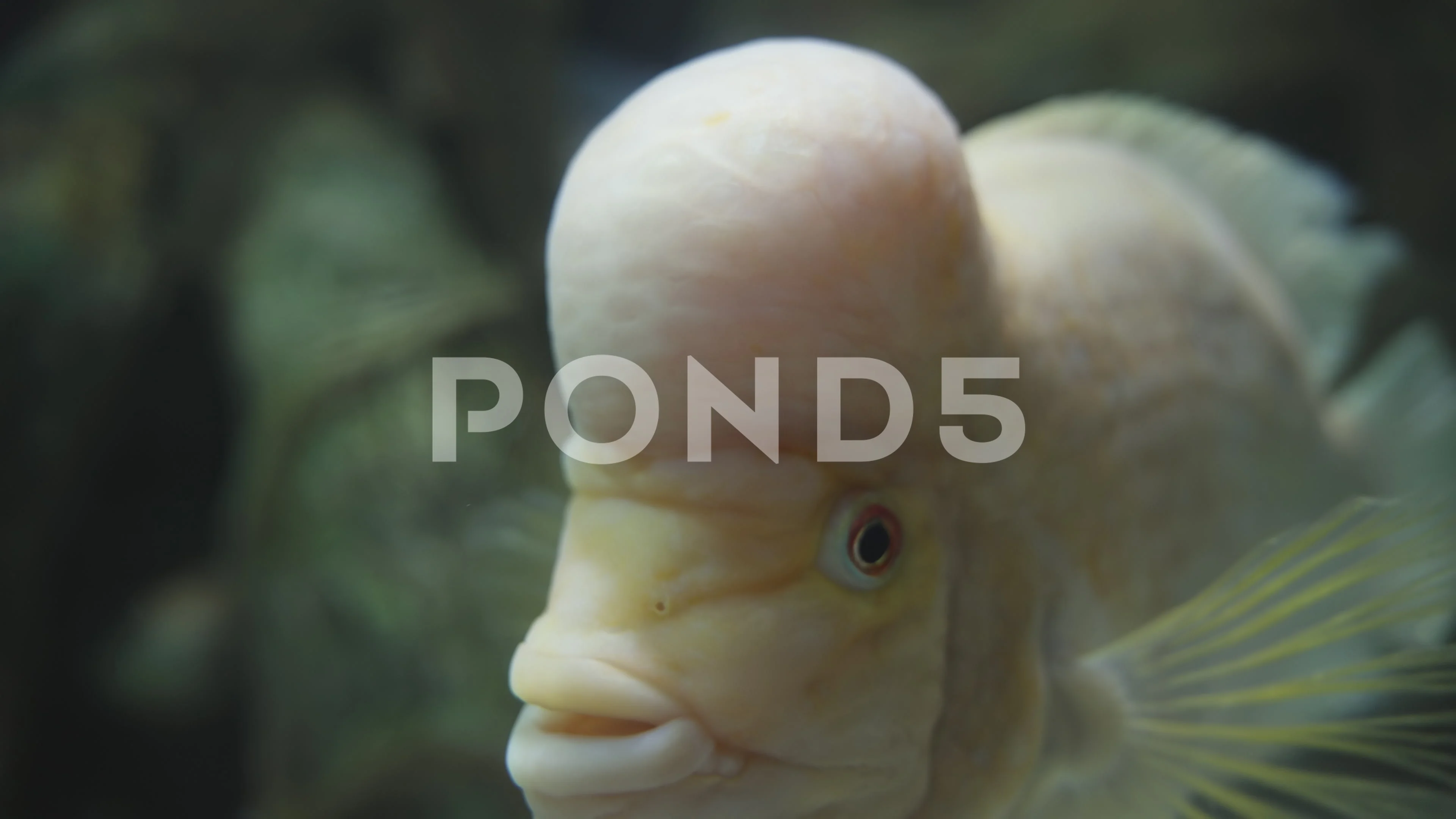 A fish with a big head Amphilophus citri, Stock Video
