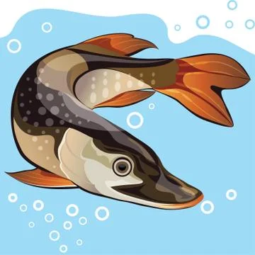 Fish, big pike, vector illustration Stock Illustration
