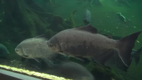 Fish big swimming left animals aquatic big aquarium water science museum Stock Footage 327207025