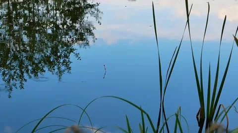 Fish bites on a fisherman's float rod. Stock Footage 155528393