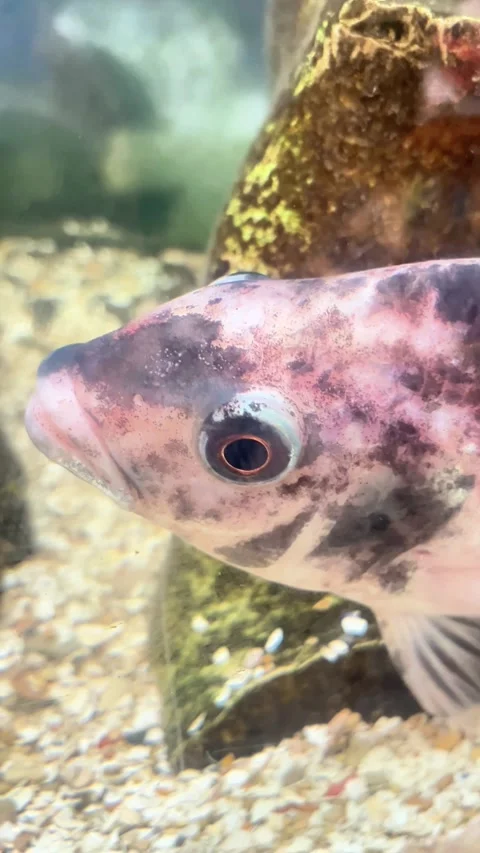 A fish with a black and white face is swimming in a tank Video stock 331117409