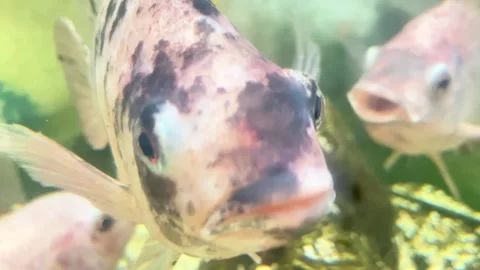 A fish with a black and white pattern on its body is swimming in a tank with 스톡 동영상 331117485