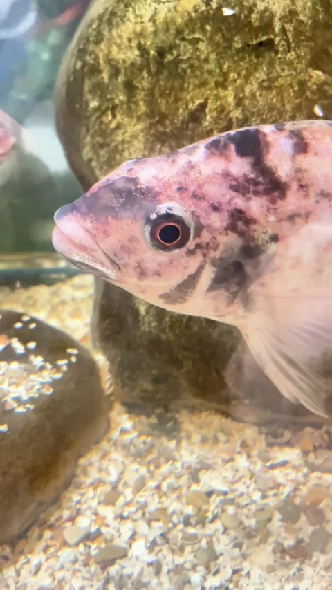 A fish with a black and white pattern on its body is swimming in a tank Stock-Footage 331117515