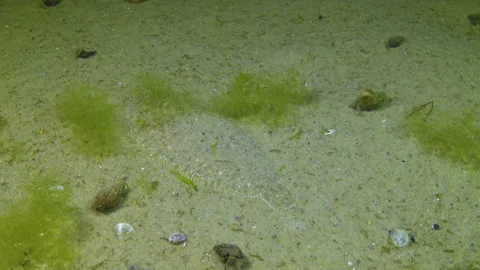 Fish of the Black Sea. Flat fish Sand sole (Pegusa lascaris), fish buries its Stock Footage 158170282