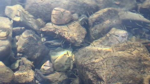 Fish Black Sea Stock Footage 48871647