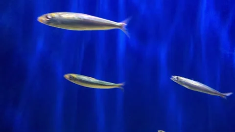 Fish Blue Background 1080 Video stock 171552589