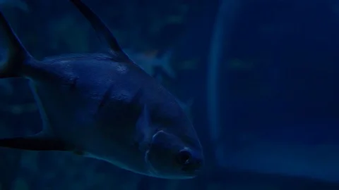 Fish on a blue background Video stock 94426469