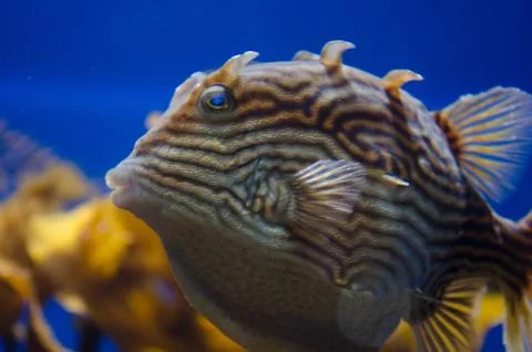 Fish with Blue Background Stock-Fotos