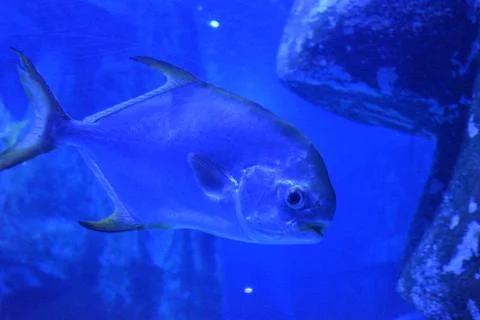 Fish in blue background Foto stock