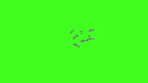 FISH BLUE BROWN SMALL GROUP FRAMES,Single Fish Swim Green Screen Video, 3D A Stock Footage 209910913