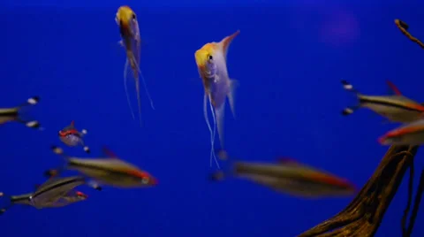 Fish on a blue screen Stock Footage 32481060