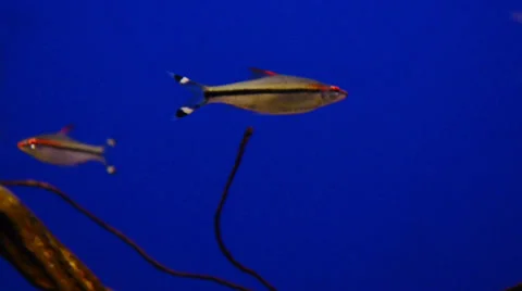 Fish on a blue screen Stock Footage 32481074