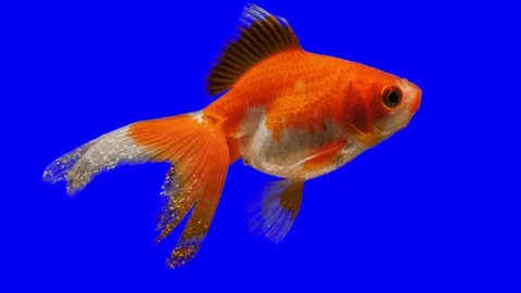 Fish on Blue screen. Green Screen Effect Stock Footage 76113238