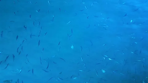 Fish in blue water 스톡 동영상 86203183