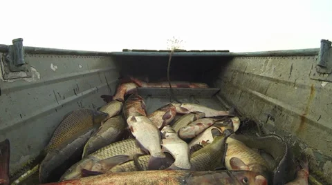 Fish in the boat Stock-Footage 35932638