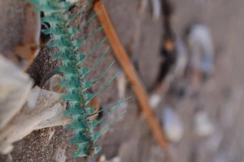 A fish bone among seashells 스톡 사진