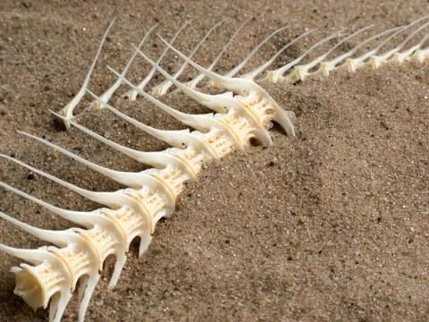 Fish bone Stock-Fotos