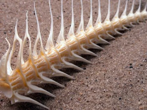 Fish bone Stock Photos