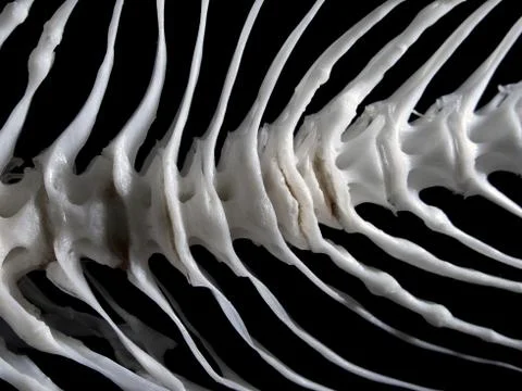 Fish bone Stock Photos