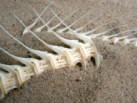 Fish bone Stock Photos