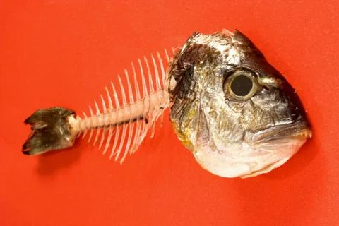 Fish bone Stock Photos