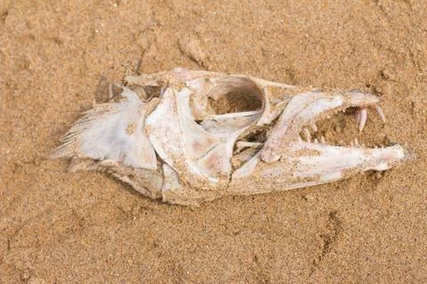 Fish Bone skull Stock Photos