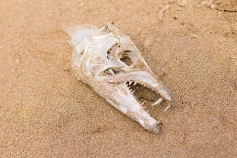 Fish Bone skull Stock Photos