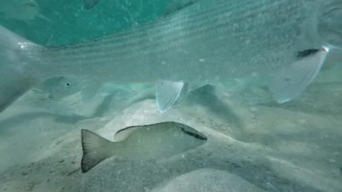 Fish BoneFish (Albula vulpes)  swims in front of the camera underwater Stock Footage 278150443