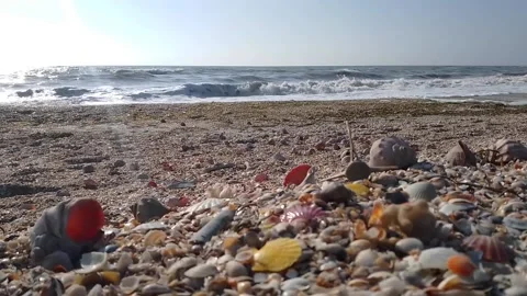 Fish bones and shells on the seashore Stock Footage 170351806