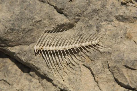 Fish bones on the beach,drought, dead fish Stock Photos