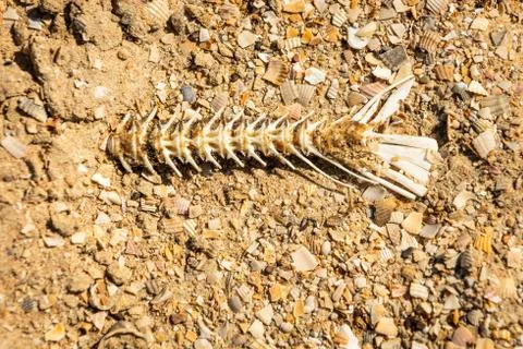 Fish bones on the beach,drought, dead fish Stock Photos
