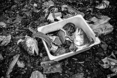 Fish bones in the trash Stock Photos
