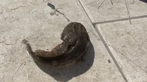 The fish at the bottom of the boat. Stock-Footage 52481376