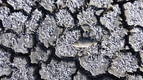 Fish at the bottom of the dried up lake Stock Footage