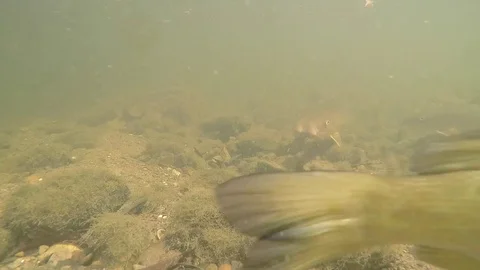 Fish on the bottom of muddy river Video stock 80279809