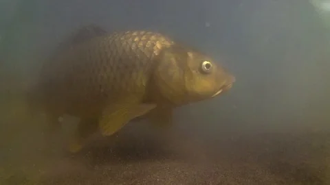 Fish at bottom of the river Stock Footage 108347001