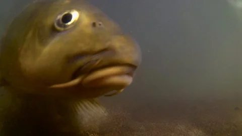 Fish at bottom sea Stock Footage 108346914