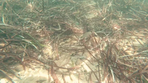 Fish At The Bottom Of The Sea Stock Footage 157725250