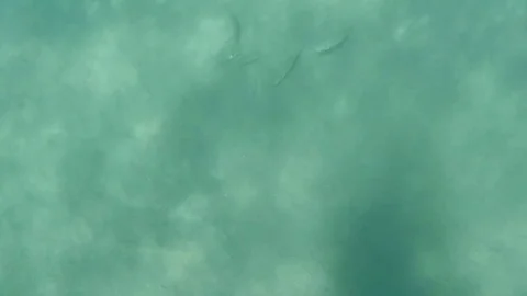 Fish at the bottom of the sea - top view Stock Footage 78539569