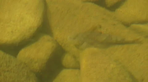 Fish on the bottom of a small lake Stock Footage 68807093