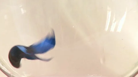 Fish in a Bowl 1 Stock Footage 10900834