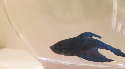 Fish in a Bowl 2 Stock Footage 10900889