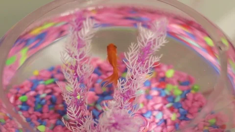 Fish in a bowl 2 動画素材 121385961