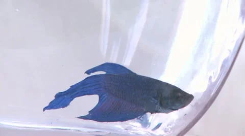 Fish in a Bowl 3 Stock Footage 10900996