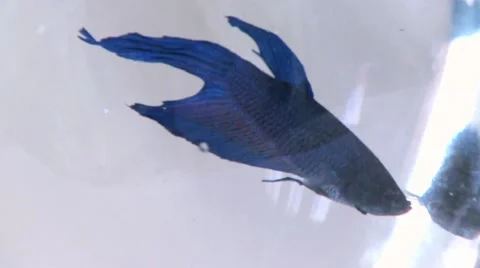 Fish in a Bowl 4 Stock Footage 10901005