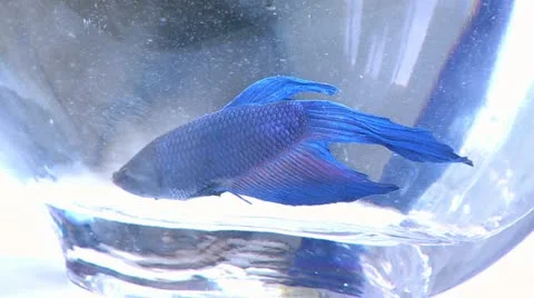 Fish in a Bowl 5 Stock Footage 10901183